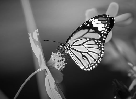 自动化运维的ddos接单平台